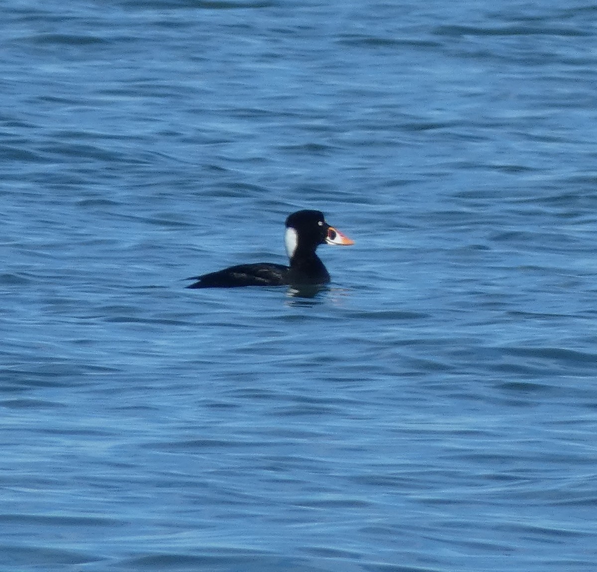 Surf Scoter - ML647235043