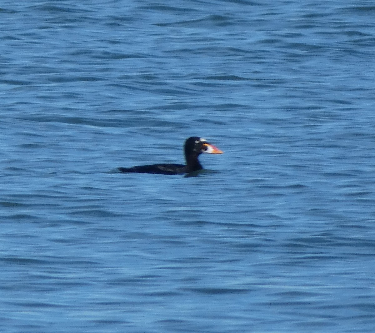 Surf Scoter - ML647235044