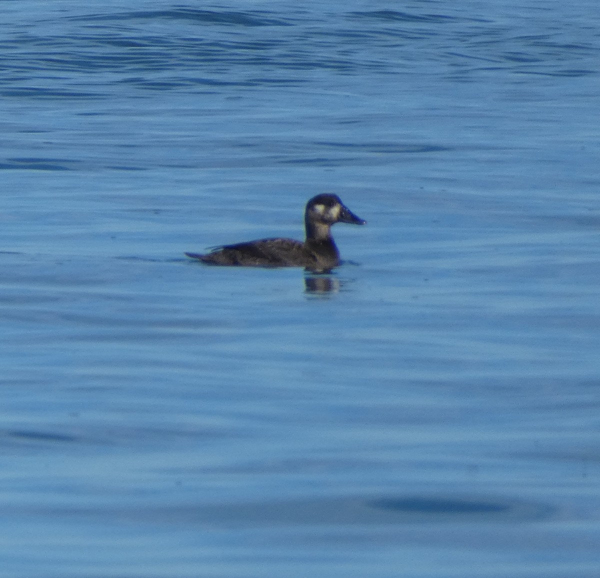 Surf Scoter - ML647235045