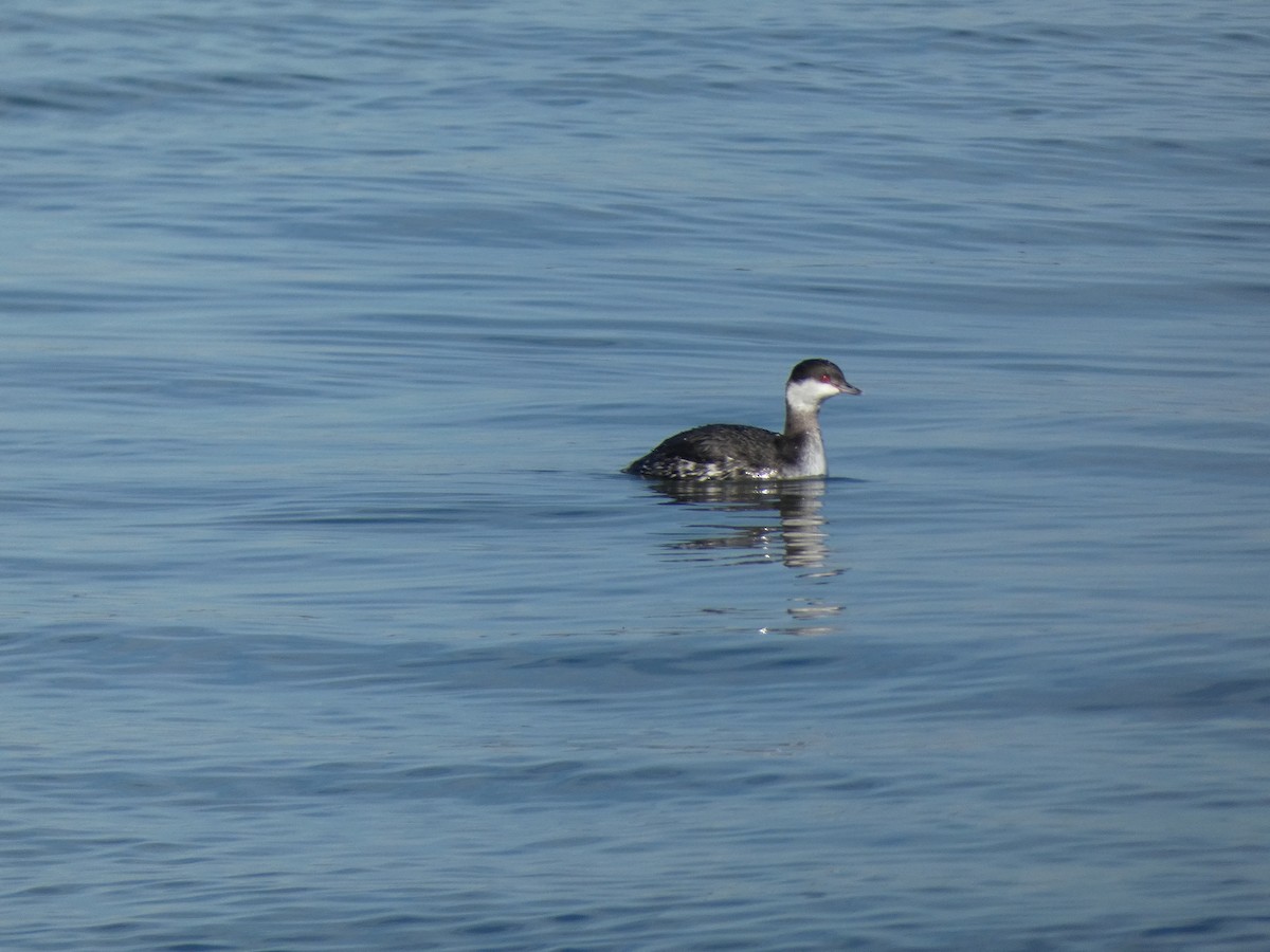 Horned Grebe - ML647235052