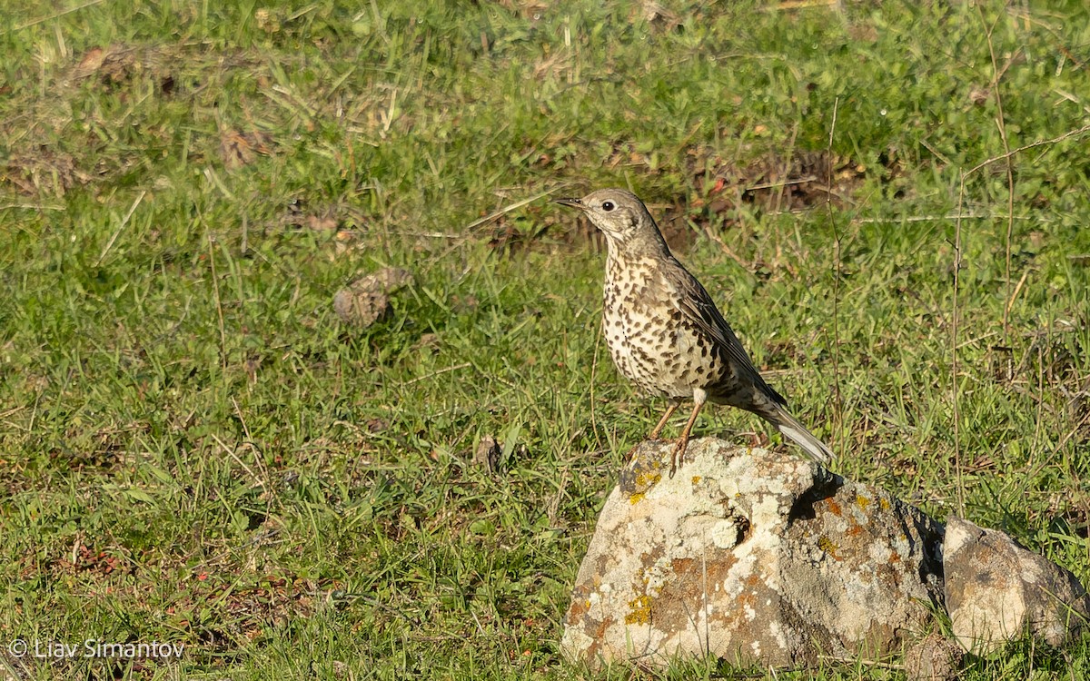 Mistle Thrush - ML647235058