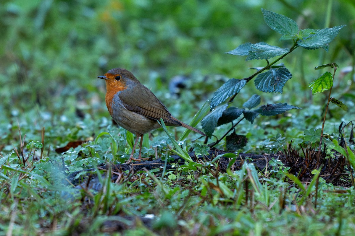 European Robin - ML647235063