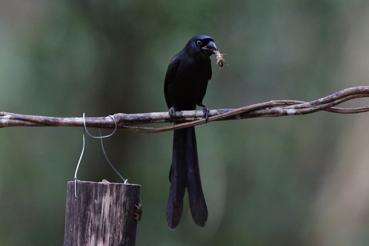 クロラケットオナガ - ML647235064