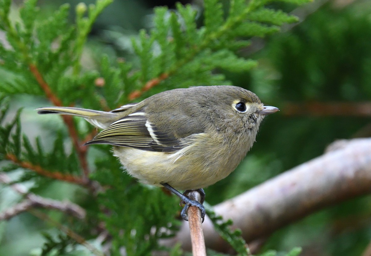 Huttonvireo - ML647235071