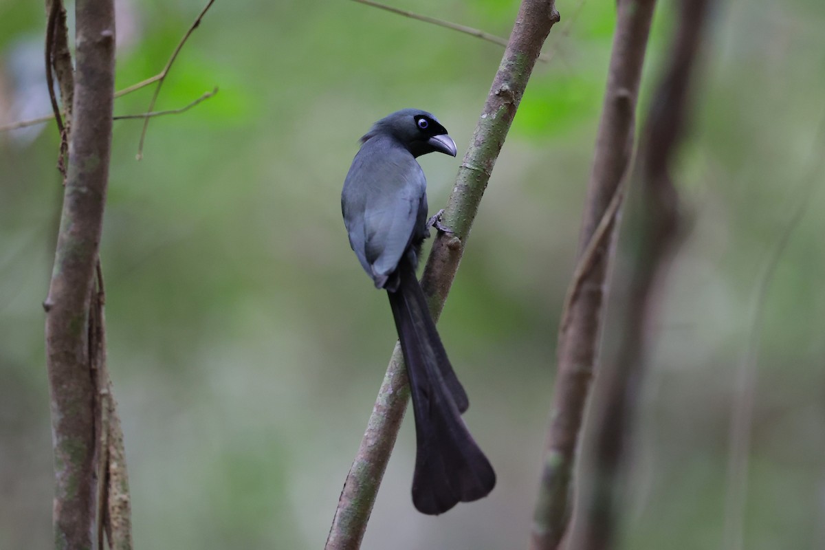 クロラケットオナガ - ML647235080