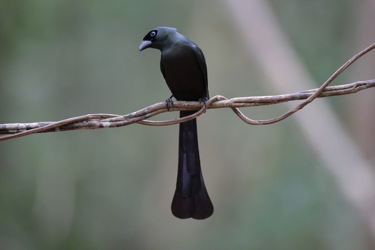 クロラケットオナガ - ML647235102