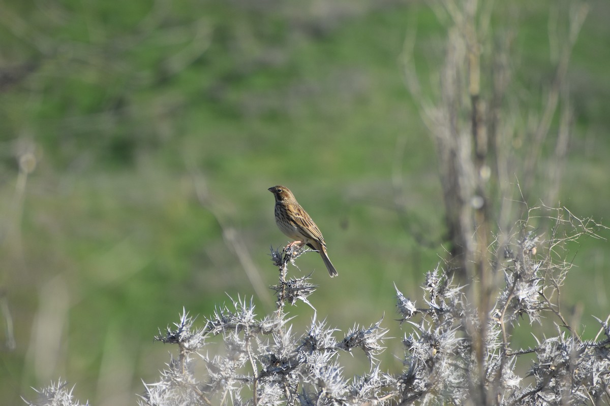 Corn Bunting - ML647235111