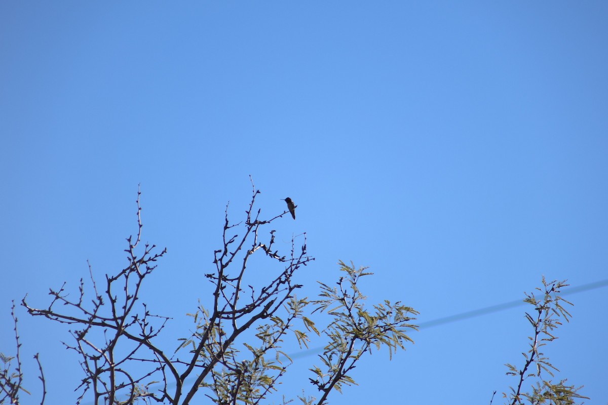 Anna's Hummingbird - ML647235116