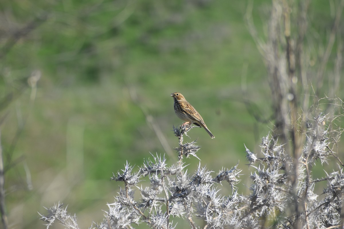 Corn Bunting - ML647235119