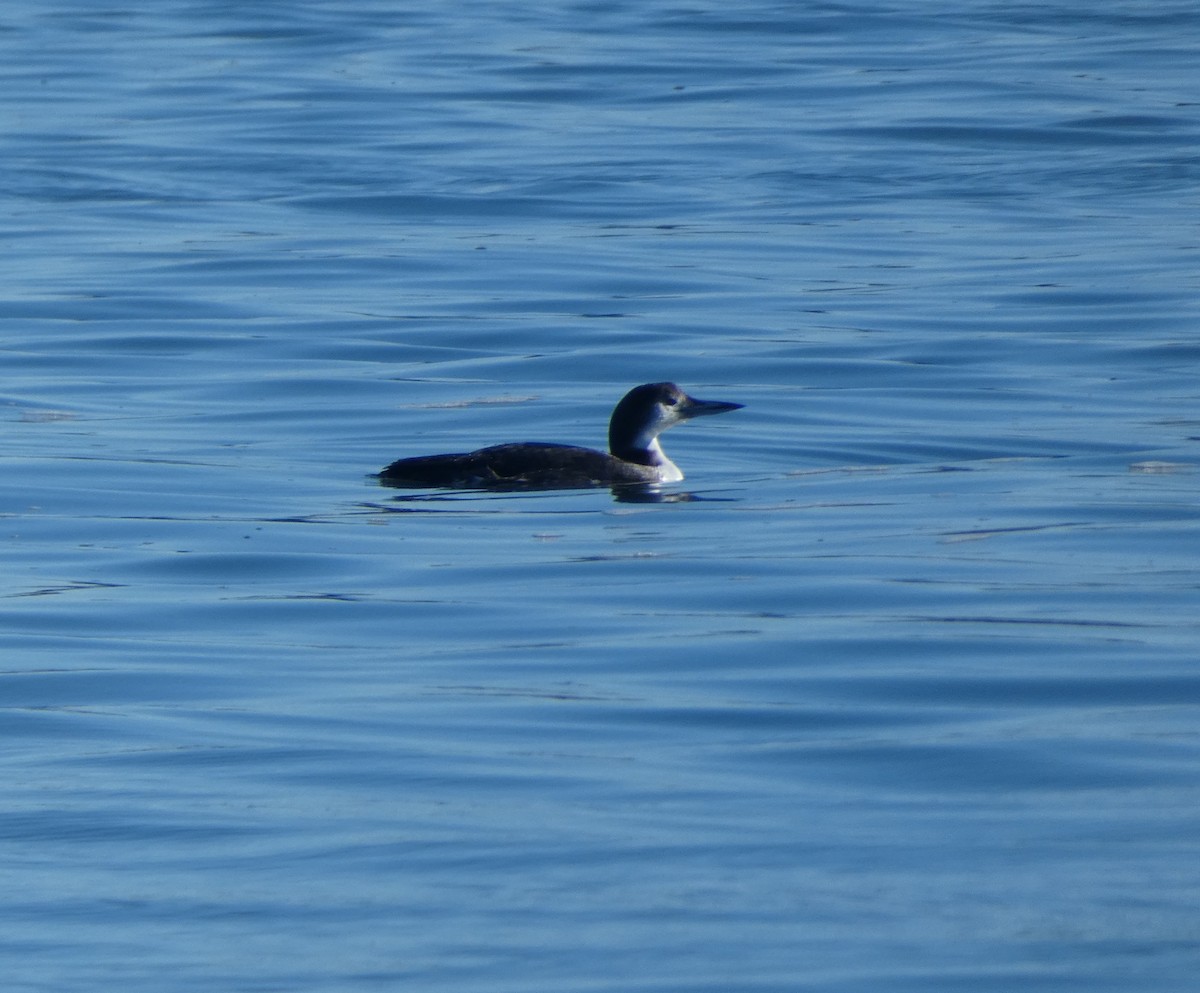 Common Loon - ML647235124