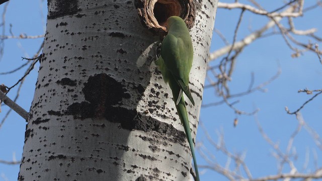 Папуга Крамера - ML647235137