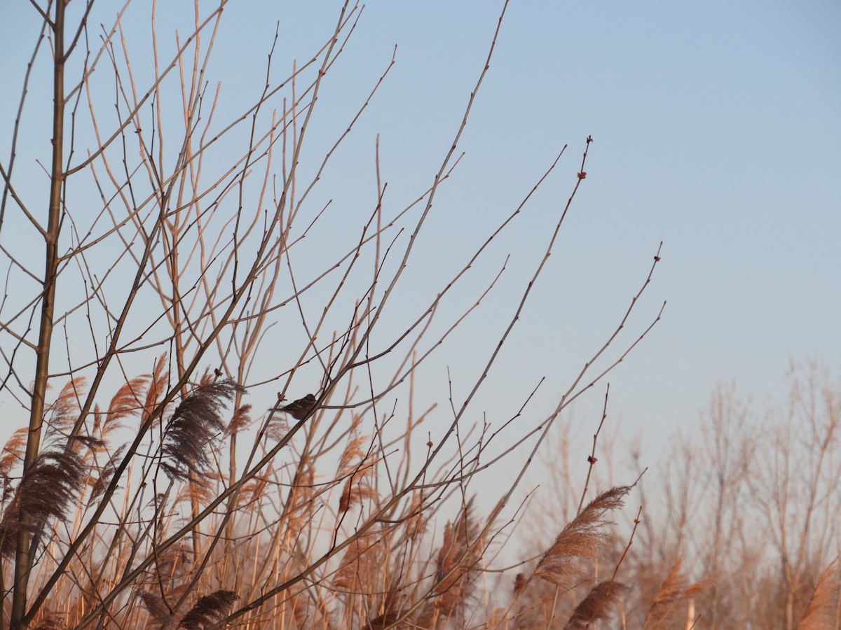 American Tree Sparrow - ML647235141