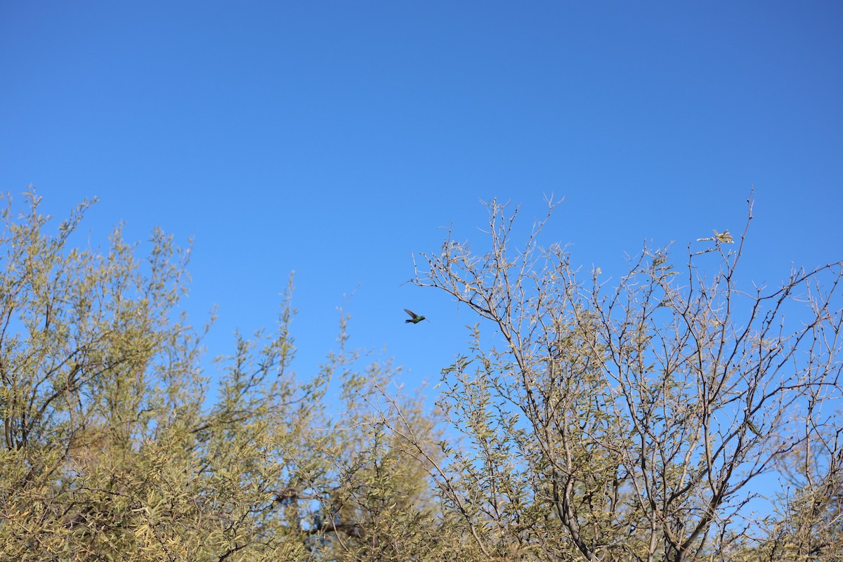 Broad-billed Hummingbird - ML647235152