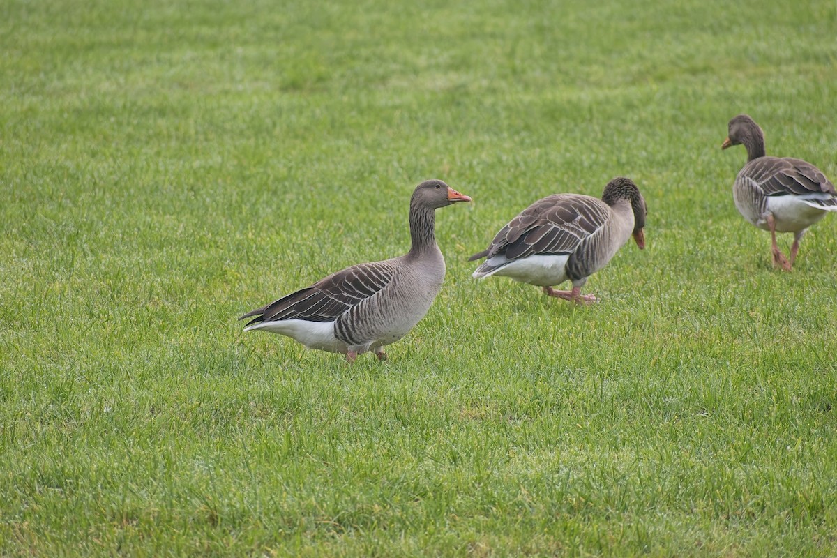 husa velká - ML647235154