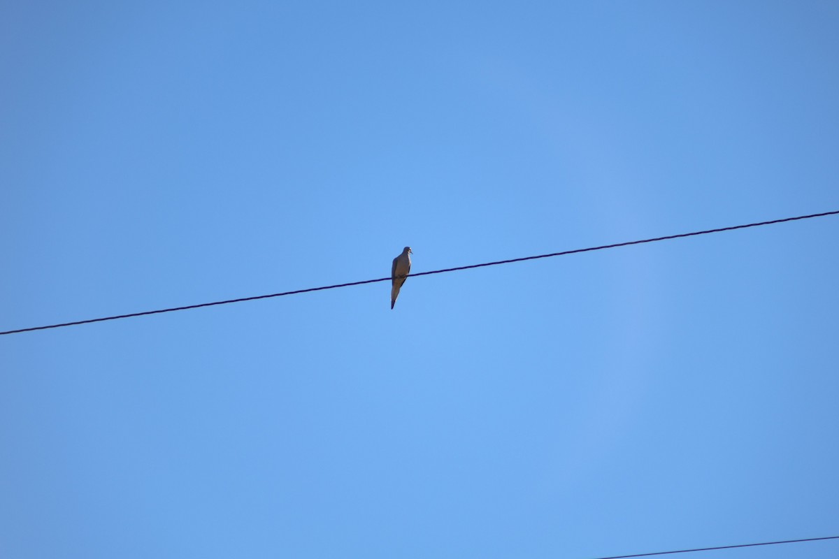 Mourning Dove - ML647235159