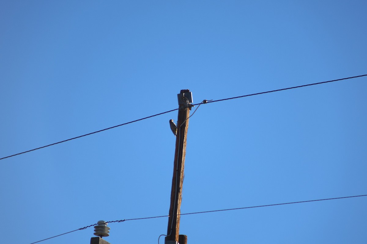 Gila Woodpecker - ML647235165