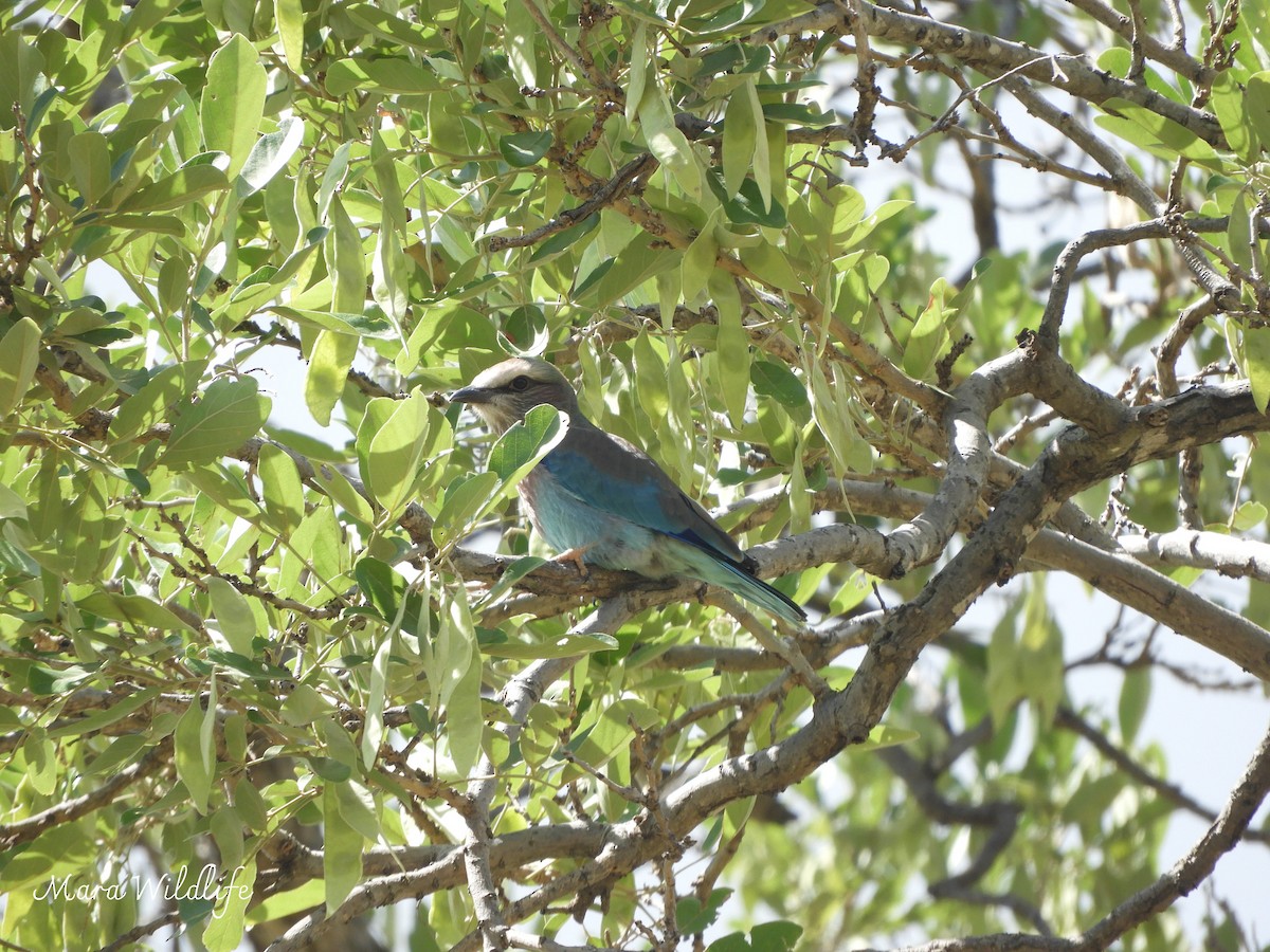 Lilac-breasted Roller - ML647235169