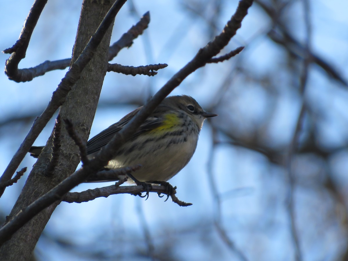 Yellow-rumped Warbler - ML647235177