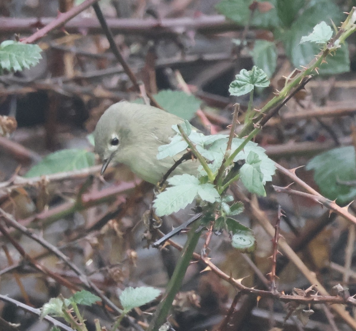 Rubingoldhähnchen - ML647235181