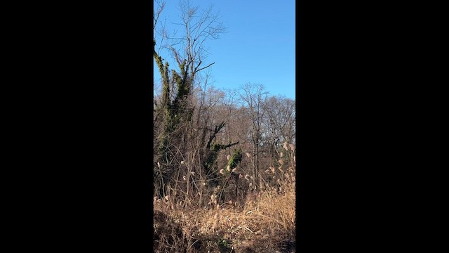 Яструб чорноголовий - ML647235186