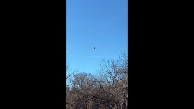 Яструб чорноголовий - ML647235187