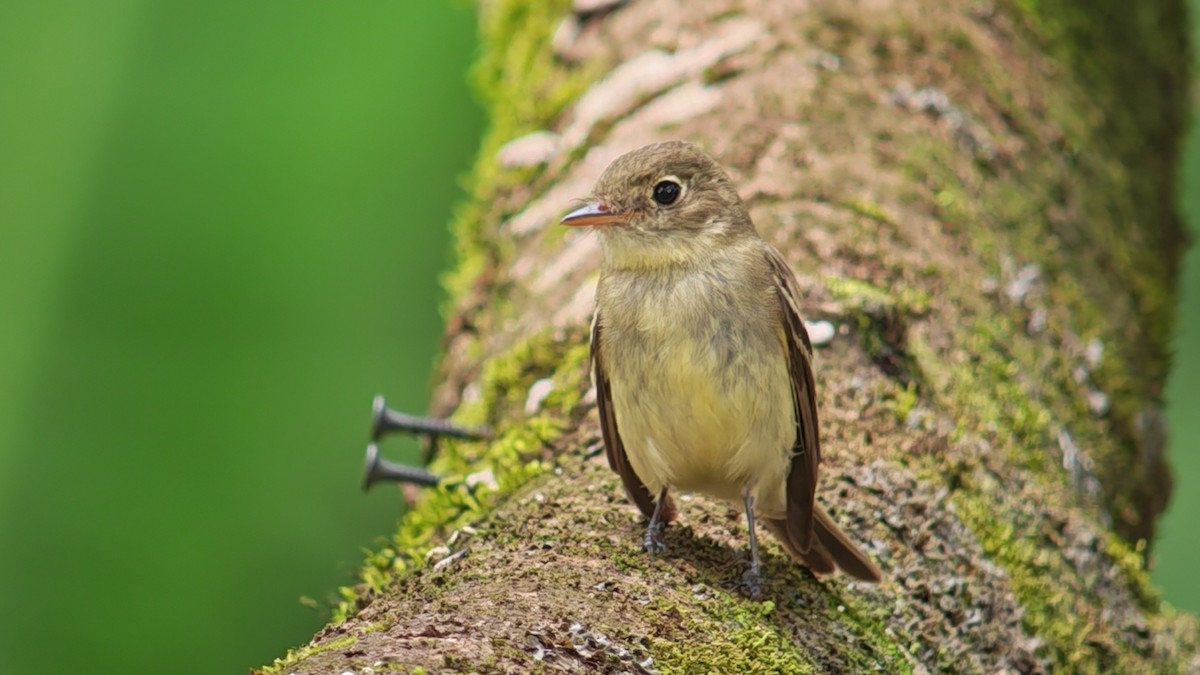 Yellow-bellied Flycatcher - ML647235201