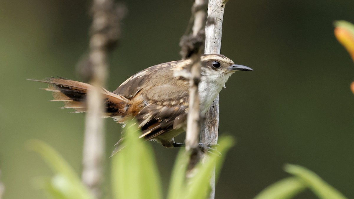 Plain-mantled Tit-Spinetail - ML647235209