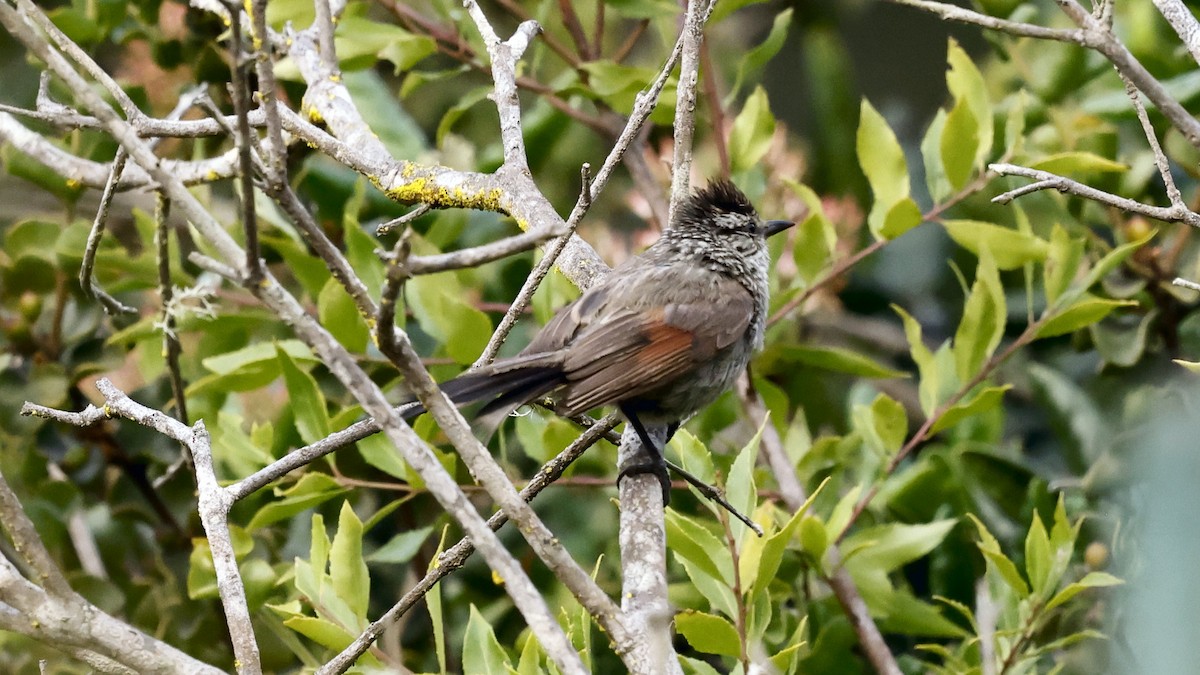 Plain-mantled Tit-Spinetail - ML647235210
