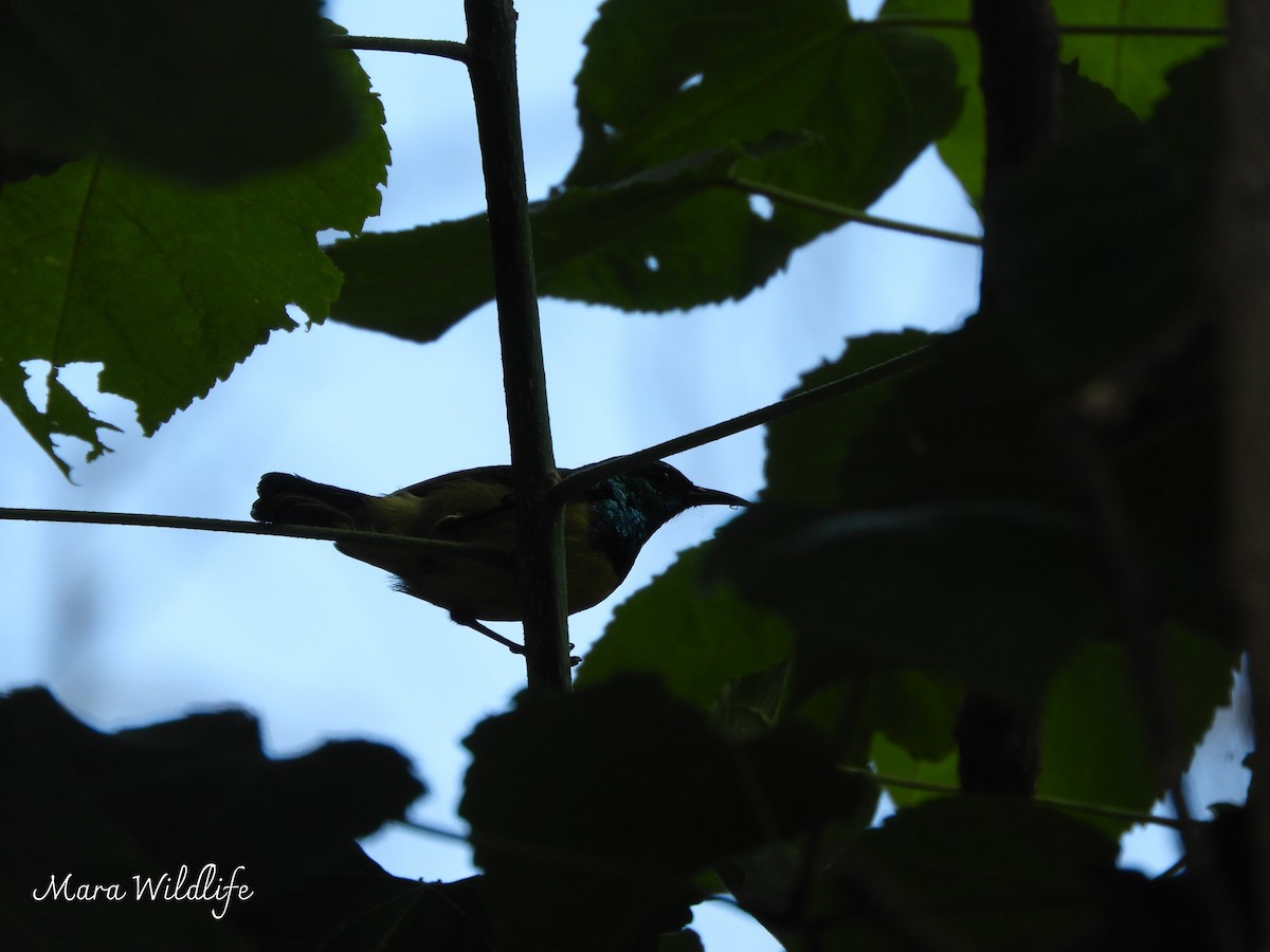 Collared Sunbird - ML647235213