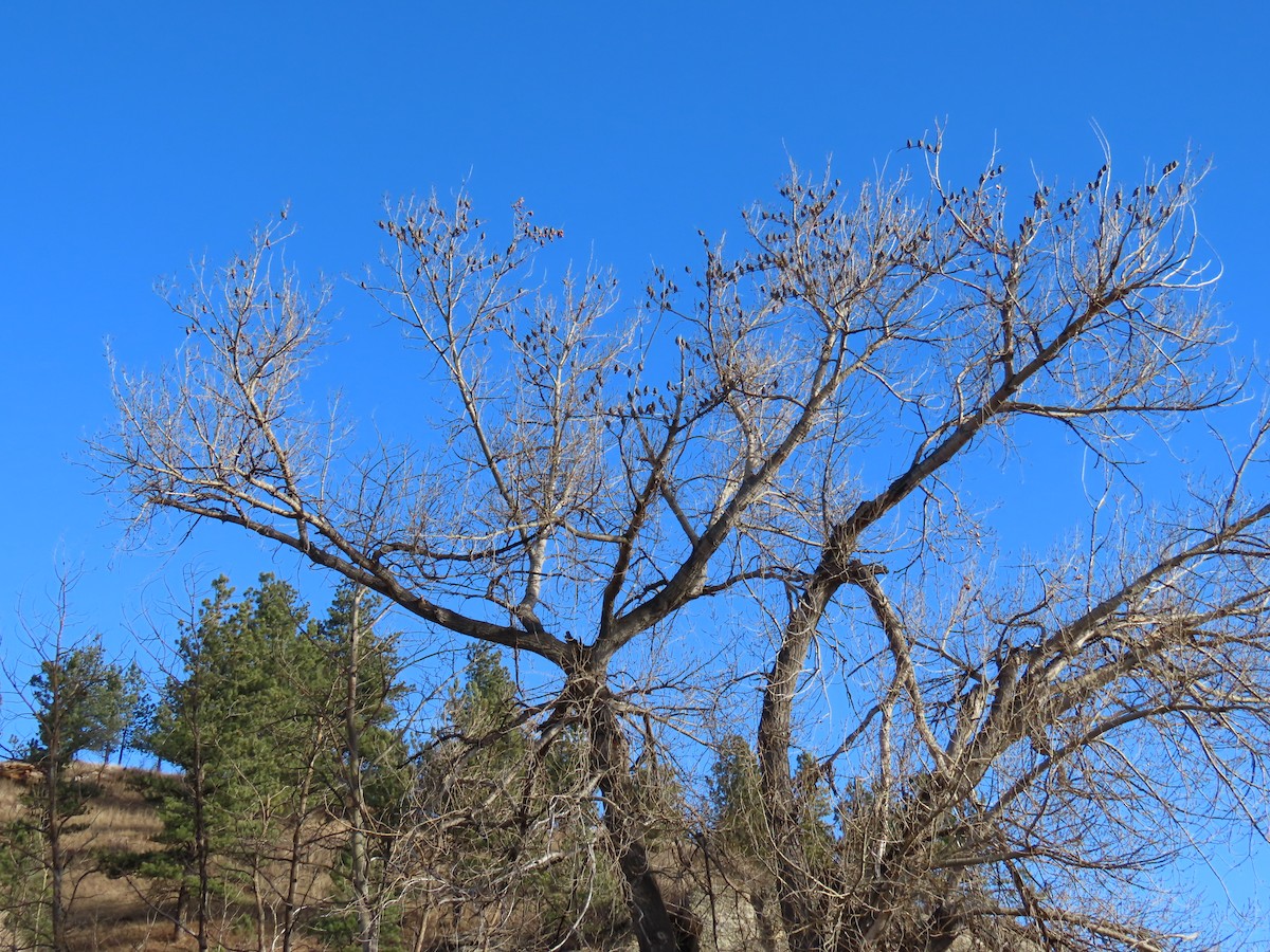 Buztanori boreala - ML647235218