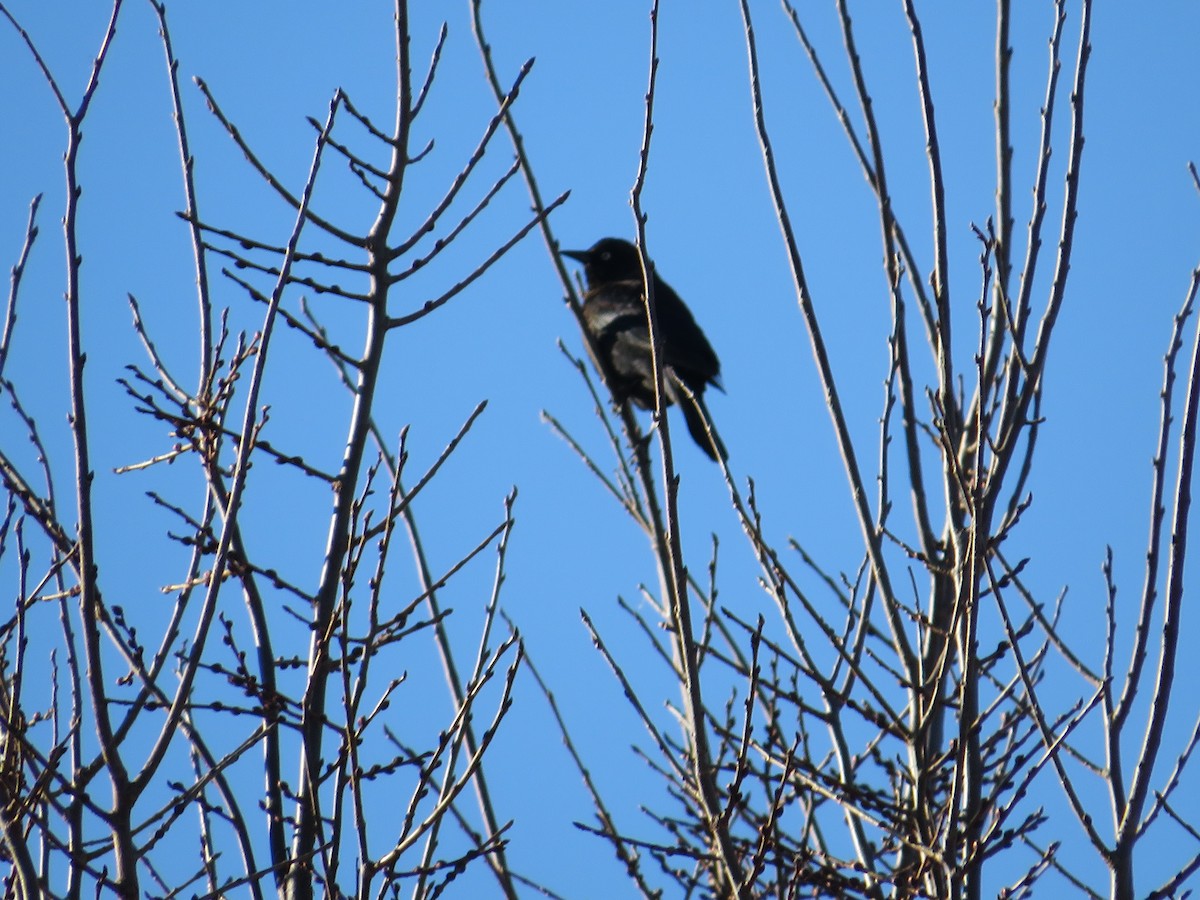 Rusty Blackbird - ML647235220