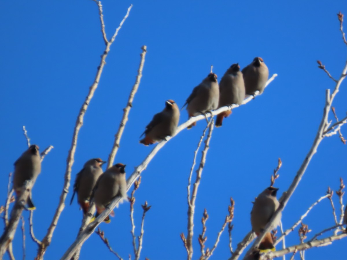 Buztanori boreala - ML647235223