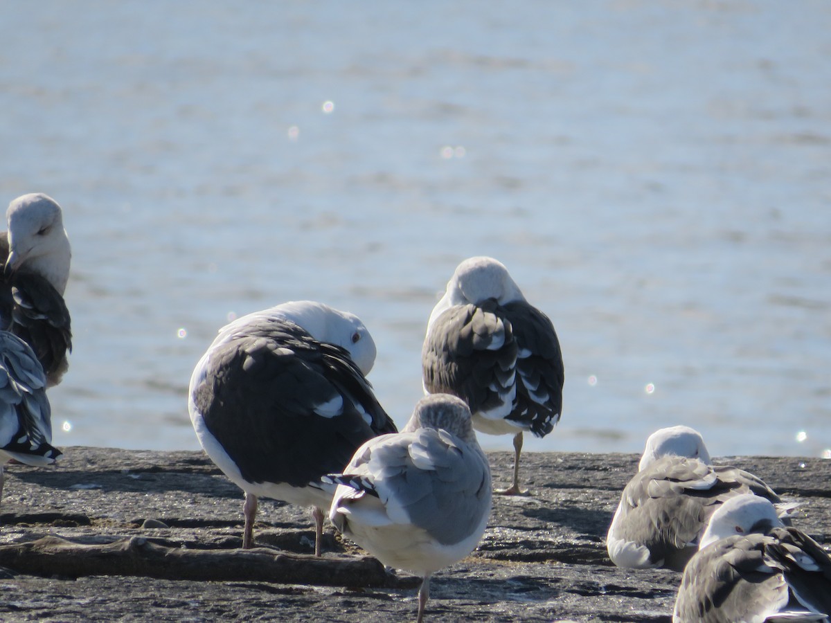 Mugnaiaccio - ML647235241