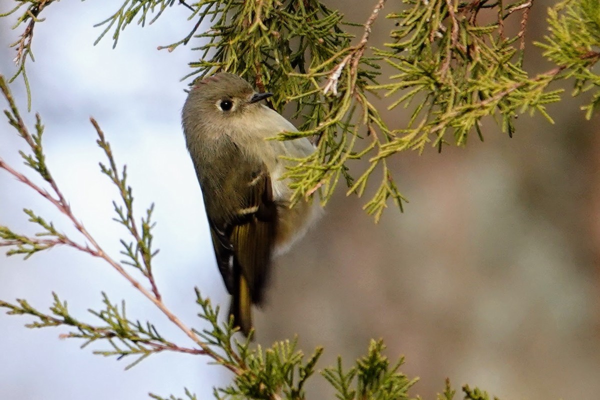 Rubingoldhähnchen - ML647235243