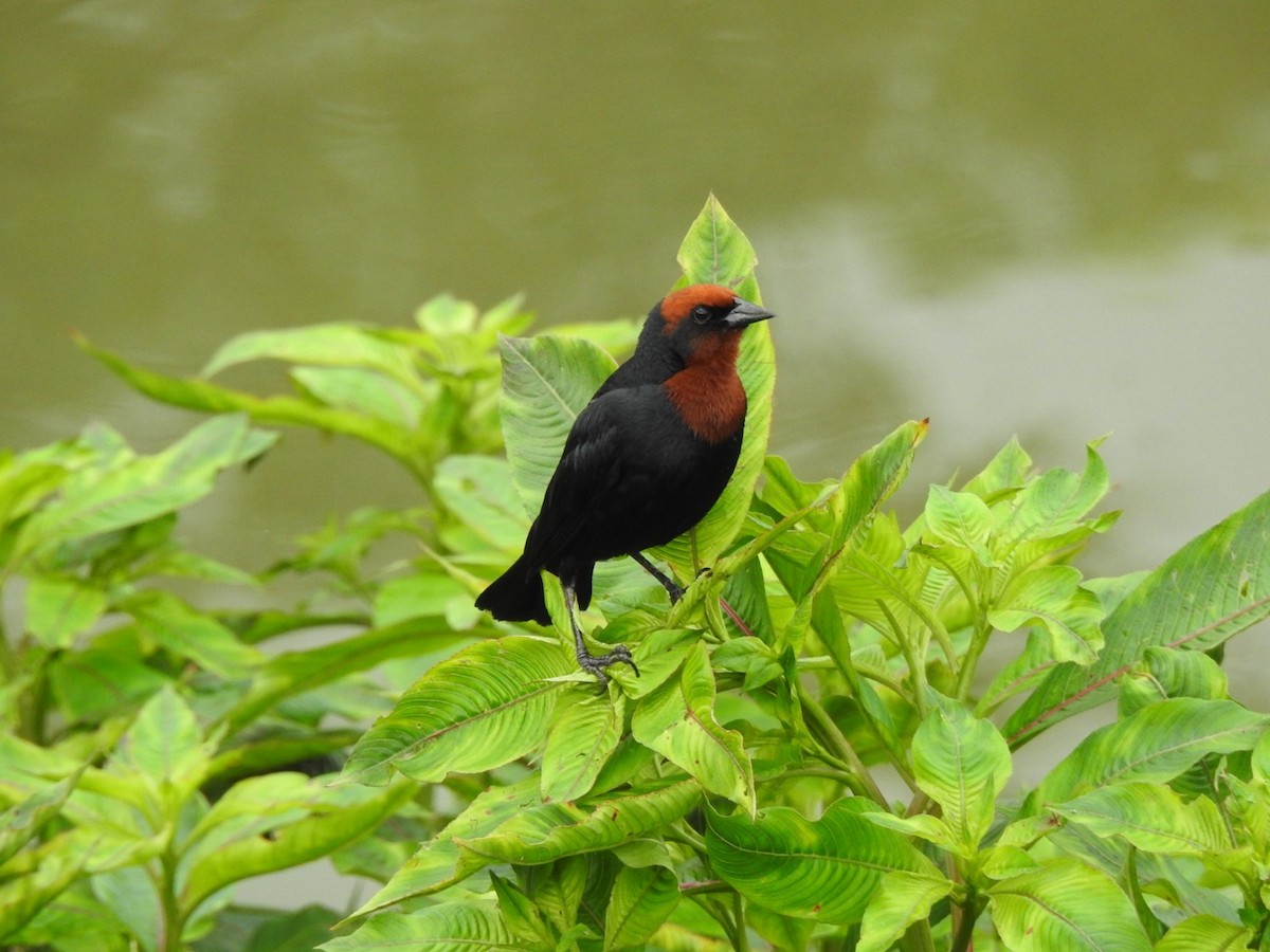 Chestnut-capped Blackbird - ML647235245