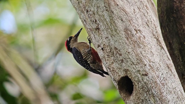 Гіла чорнощока - ML647235266