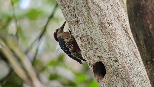 Гіла чорнощока - ML647235268