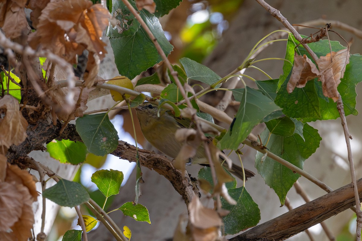 Tennessee Warbler - ML647235271