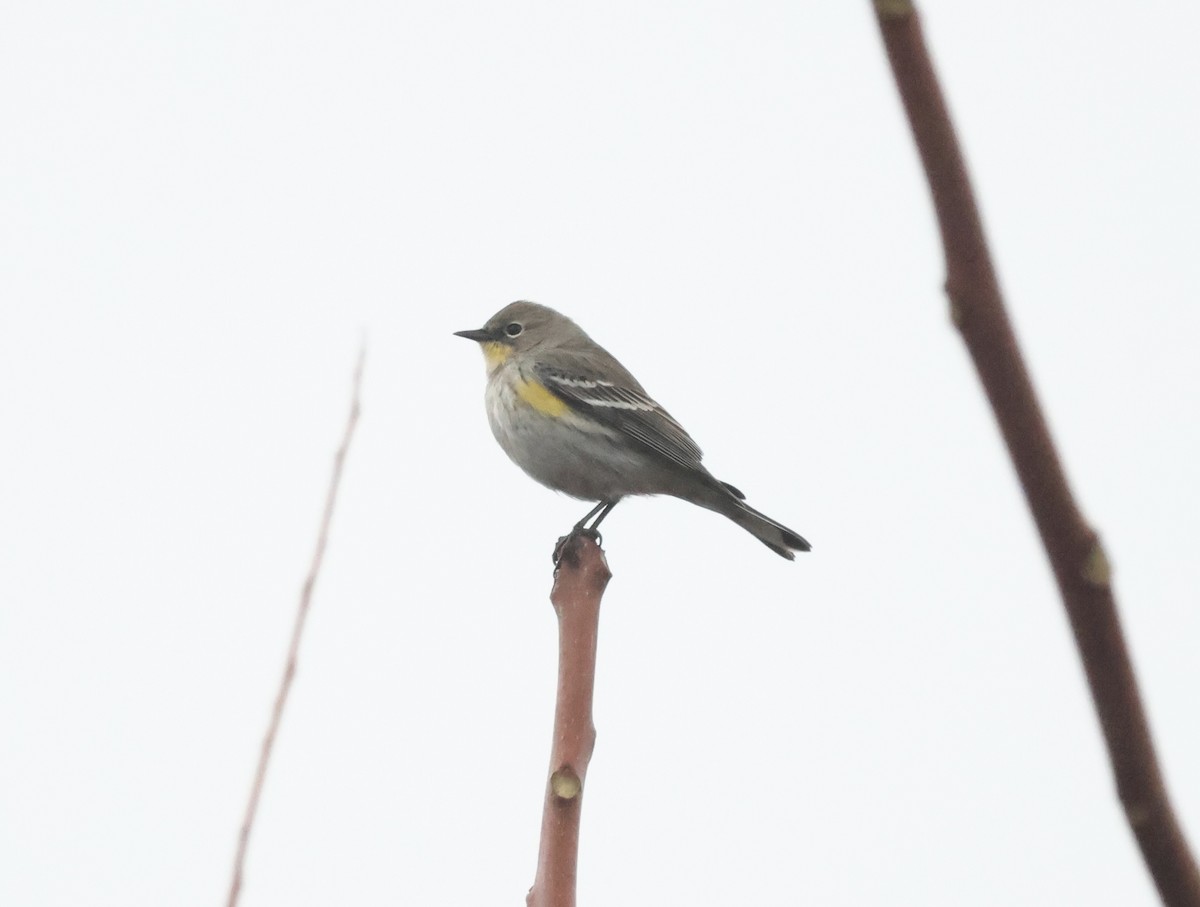 Yellow-rumped Warbler - ML647235282