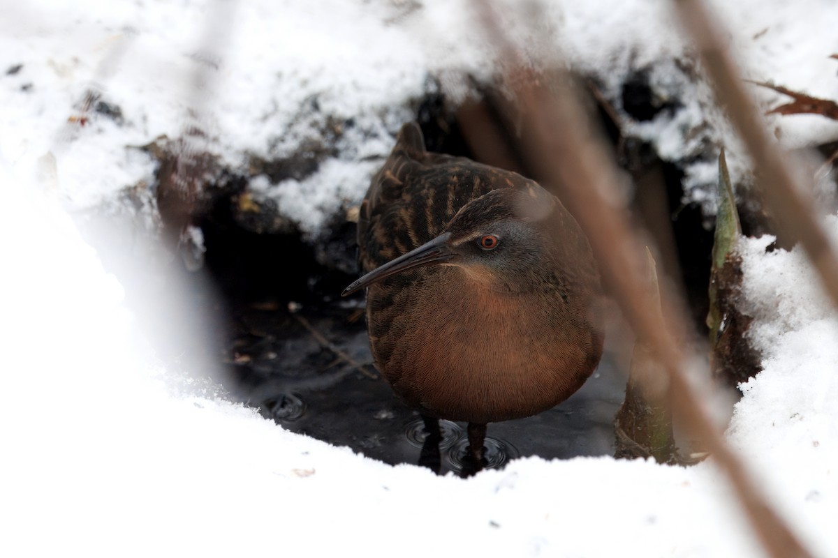 Virginia Rail - ML647235286