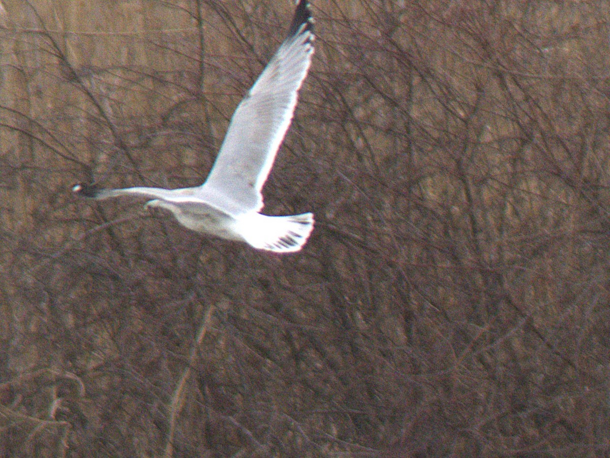 Gaviota Argéntea Americana - ML647235288