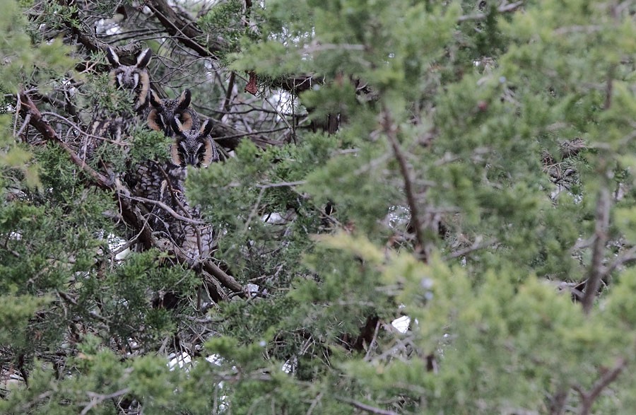Long-eared Owl - ML647235291