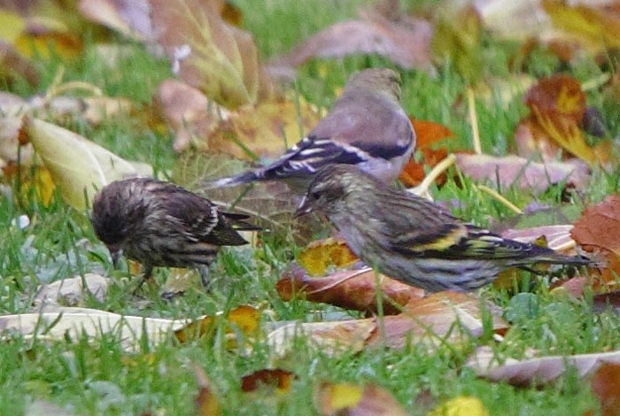 Pine Siskin - ML647235294