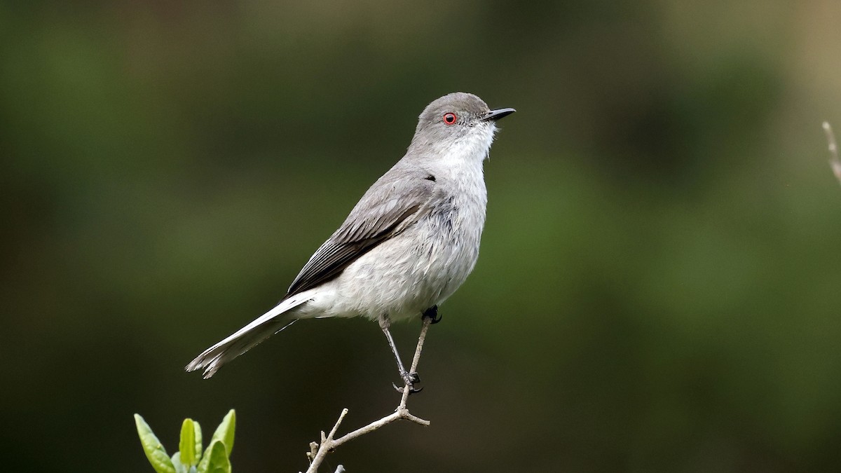 Fire-eyed Diucon - ML647235327