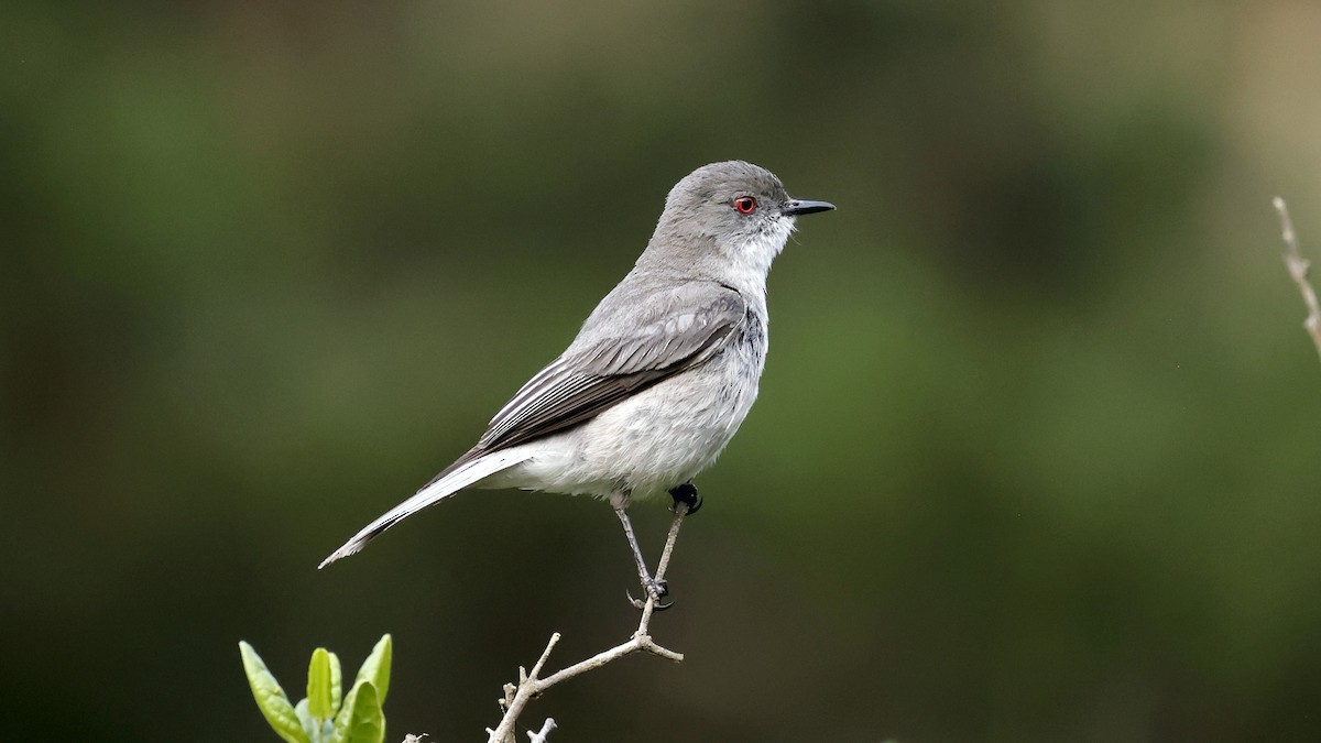 Fire-eyed Diucon - ML647235328