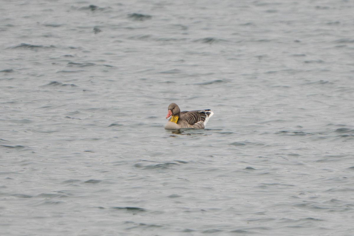 husa velká - ML647235345