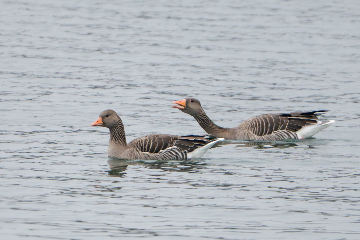 husa velká - ML647235346