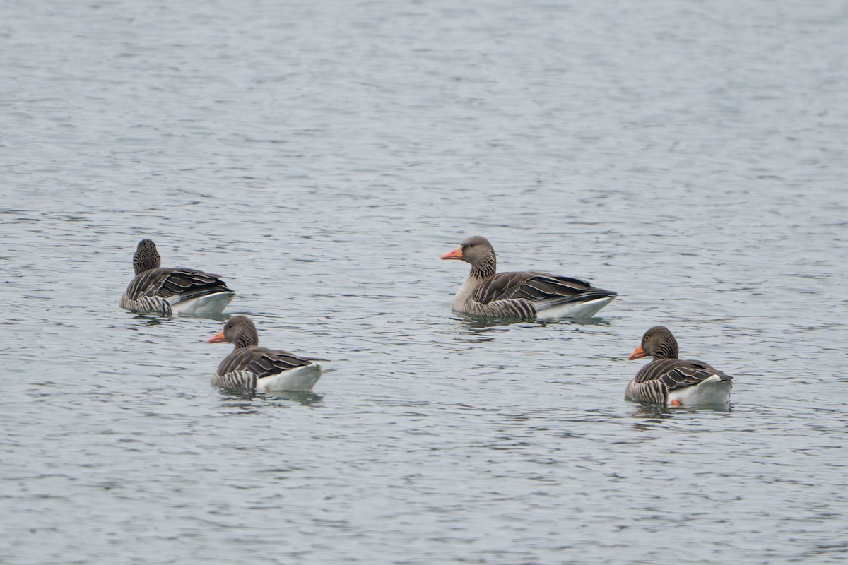 husa velká - ML647235347