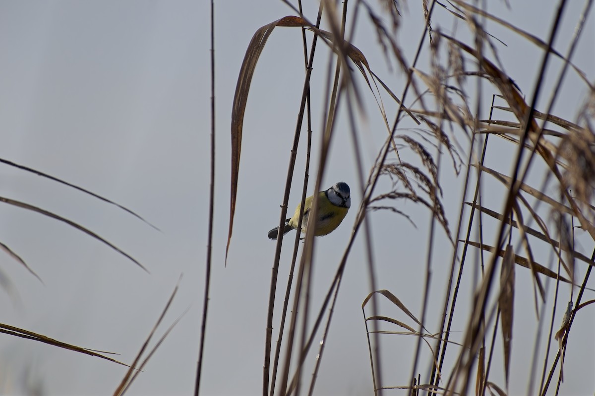 Herrerillo Común - ML647235375