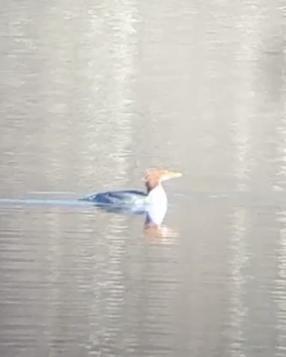 Büyük Tarakdiş - ML647235377